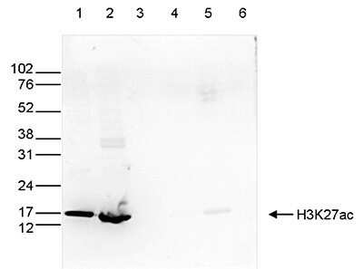 Western Blot: Histone H3 [ac Lys27] Antibody [NBP2-59225] - Western blot was performed on whole cell (40 ug, lane 1) and histone extracts (15 ug, lane 2) from HeLa cells, and on 1 ug of recombinant histone H2A, H2B, H3 and H4 (lane 3, 4, 5 and 6, respectively) using the antibody against H3K27ac. The antibody was diluted 1:1,000 in TBS-Tween containing 5% skimmed milk. Observed molecular weight is ~16 kDa.